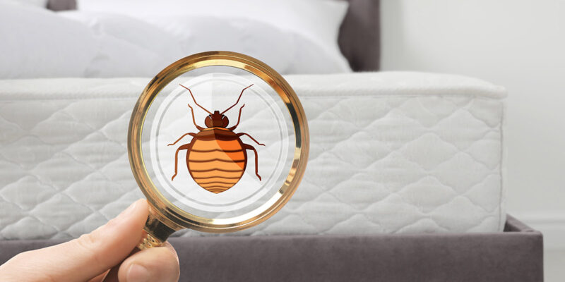 How Can I Inspect My Home for Bedbugs?